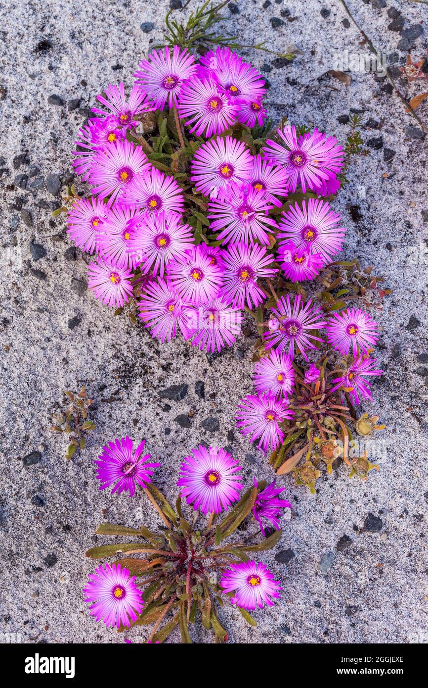 Livingstone daisy at Cape of good hope, South Africa - Cleretum bellidiforme Stock Photo