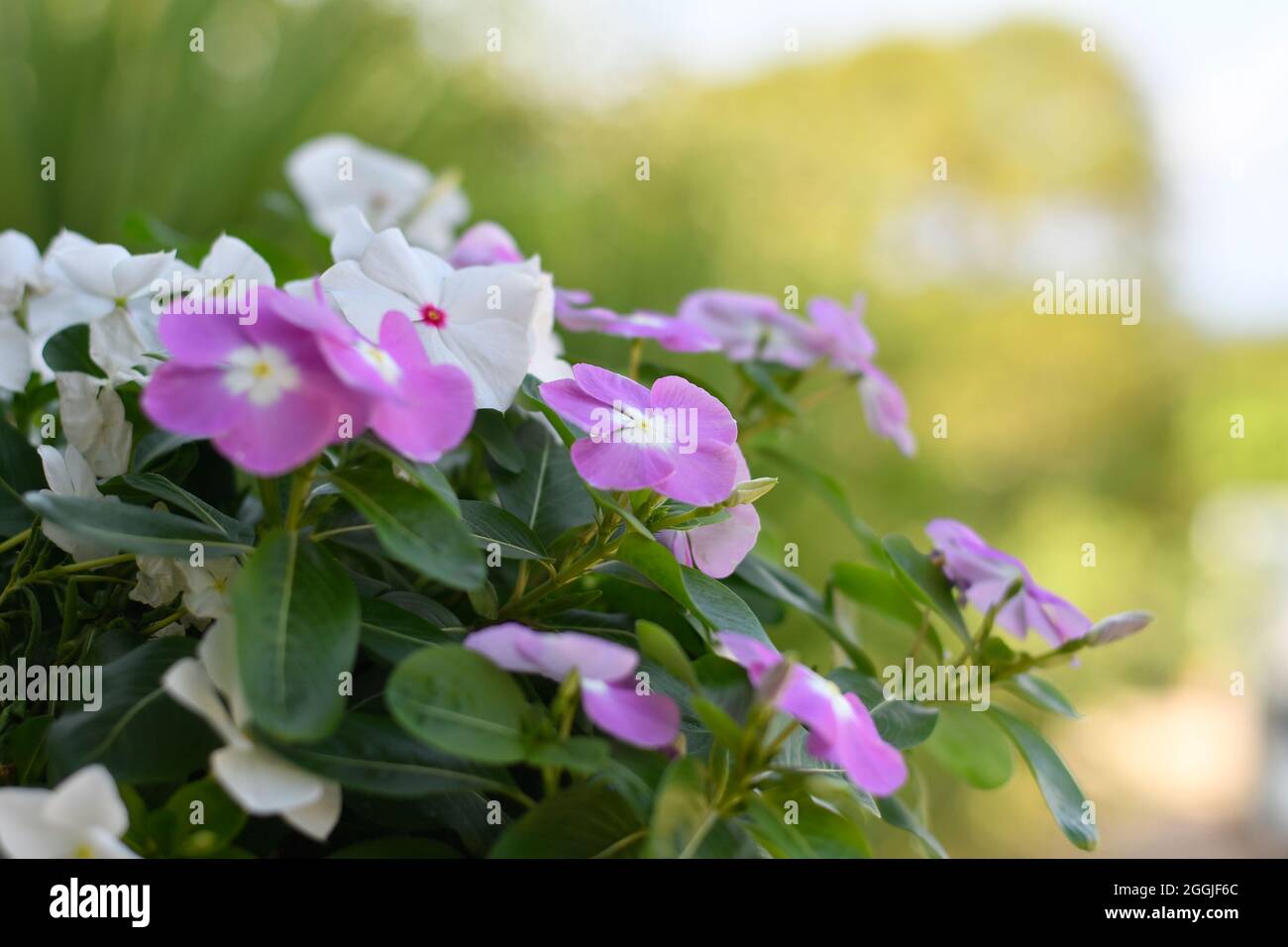 Achimenes Longiflora, Italy Stock Photo