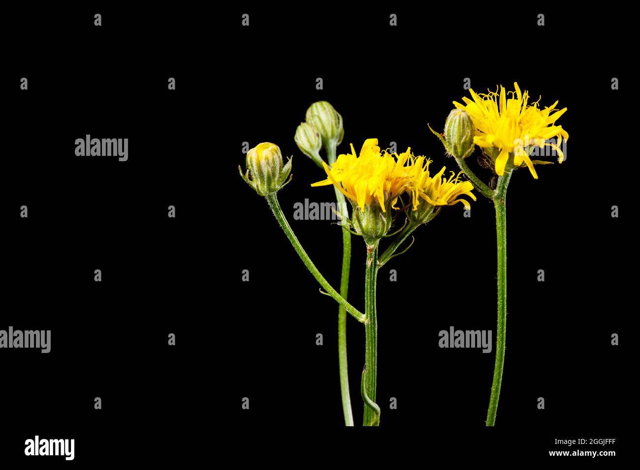 Side studio shot of the flowers and buds of a forest hawkweed plant (lat: Hieracium murorum) on three stems isolated on black. Location in Bavaria. Stock Photo