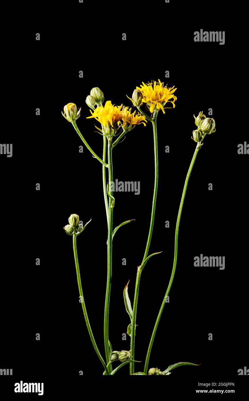 Side studio shot of a forest hawkweed plant (lat: Hieracium murorum) with multiple stems, single buds and three same flowers isolated on black. Stock Photo