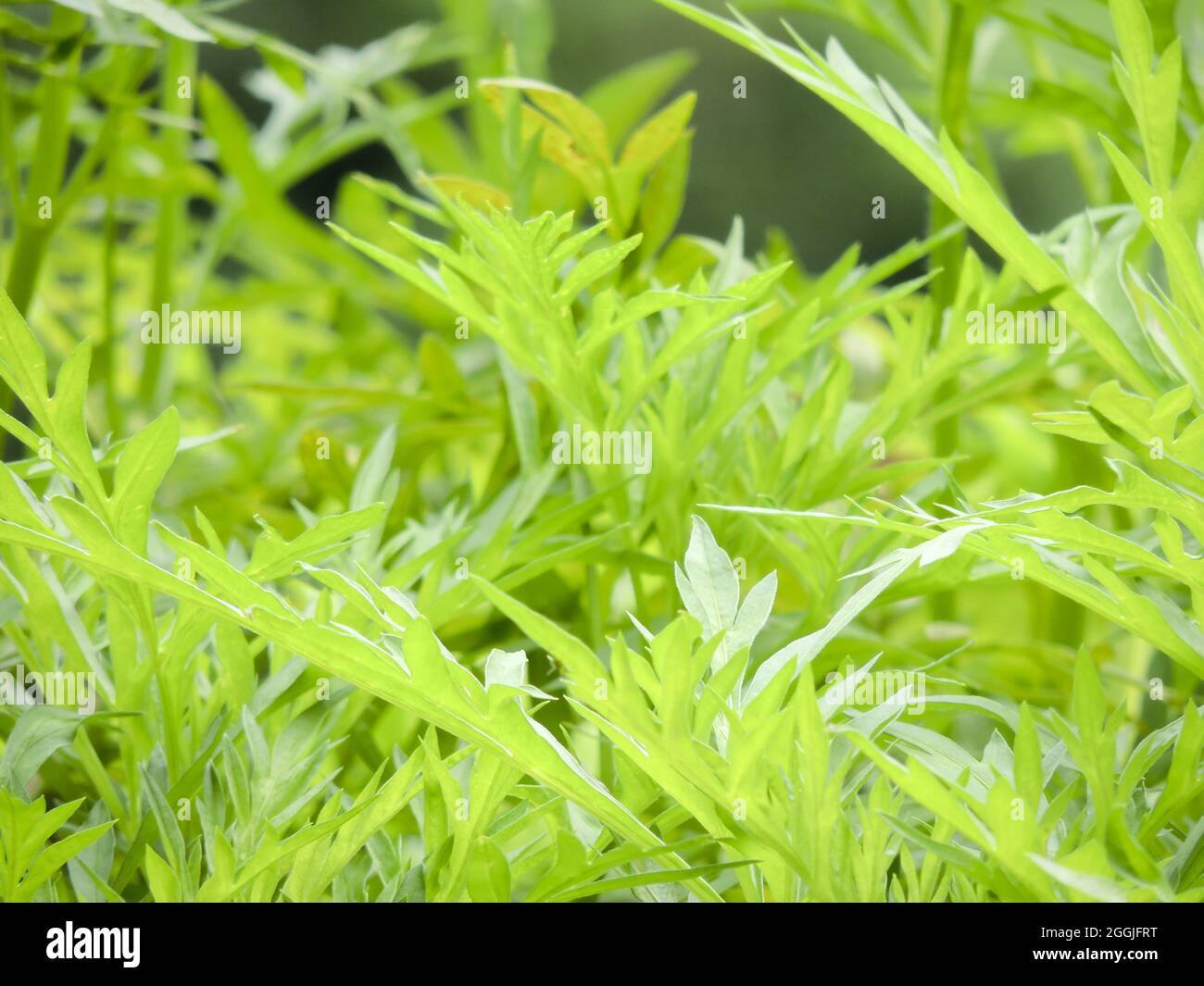 Closeup of the sweet wormwood. Artemisia annua Stock Photo - Alamy