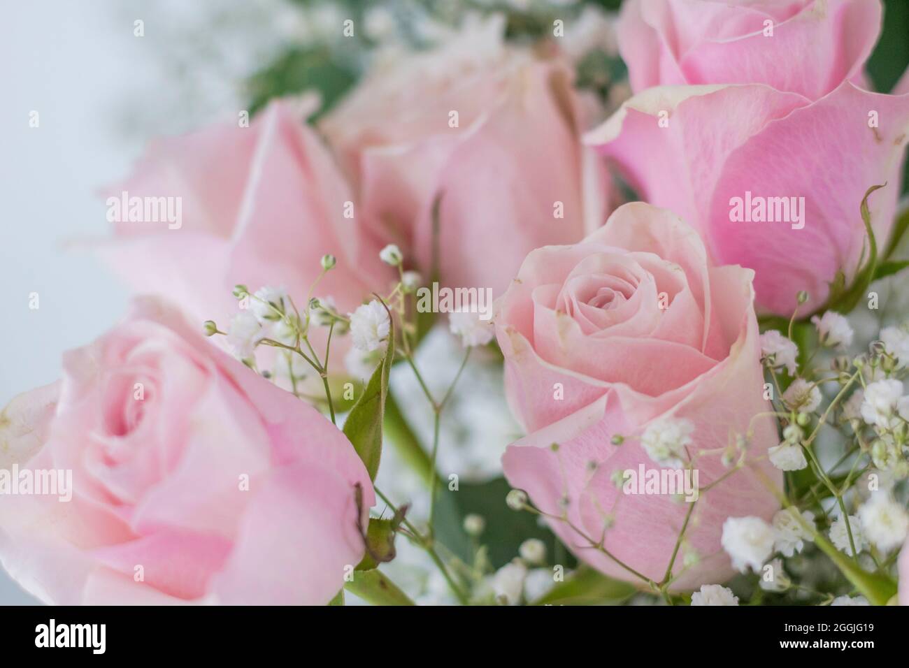 Pink Rose, Italian flower, Italy Stock Photo Alamy