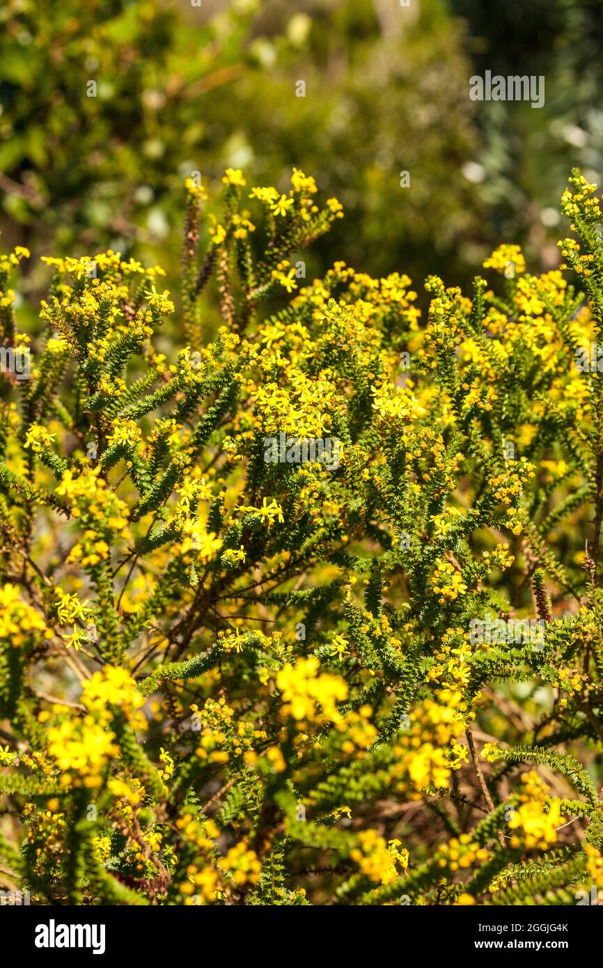 Euryops tenuissimus, fynbos, South Africa Stock Photo