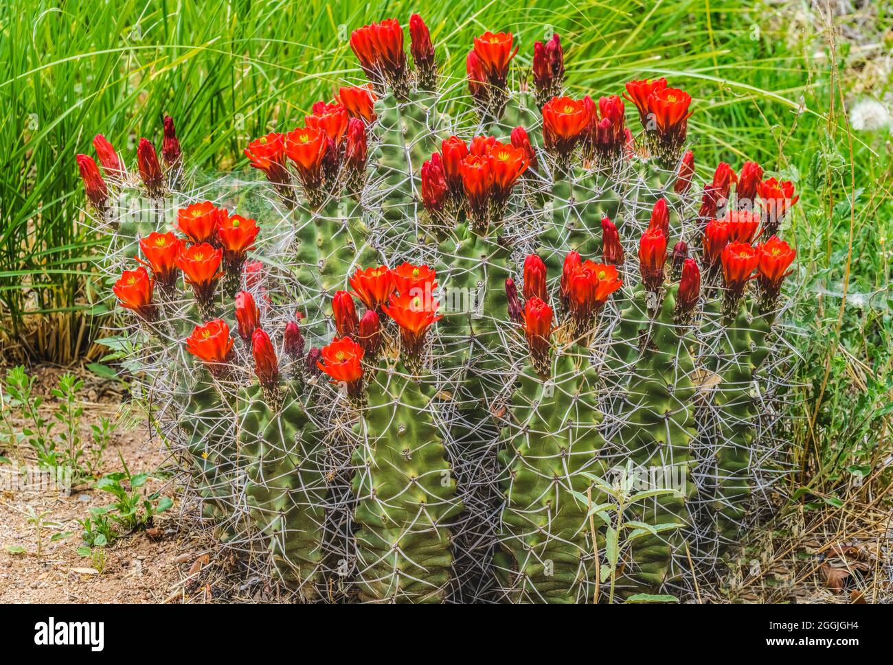 Red Orange Flowers Claret Cup Cactus Hedgehog Cactus Kingcup Cactus Blooming Echinocereus Triglochidiatus Botanical Park Albuquerque New Mexico Stock Photo