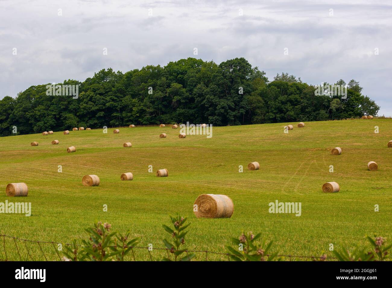 Agricultural grass field with harvested rolls of grass hay used for
