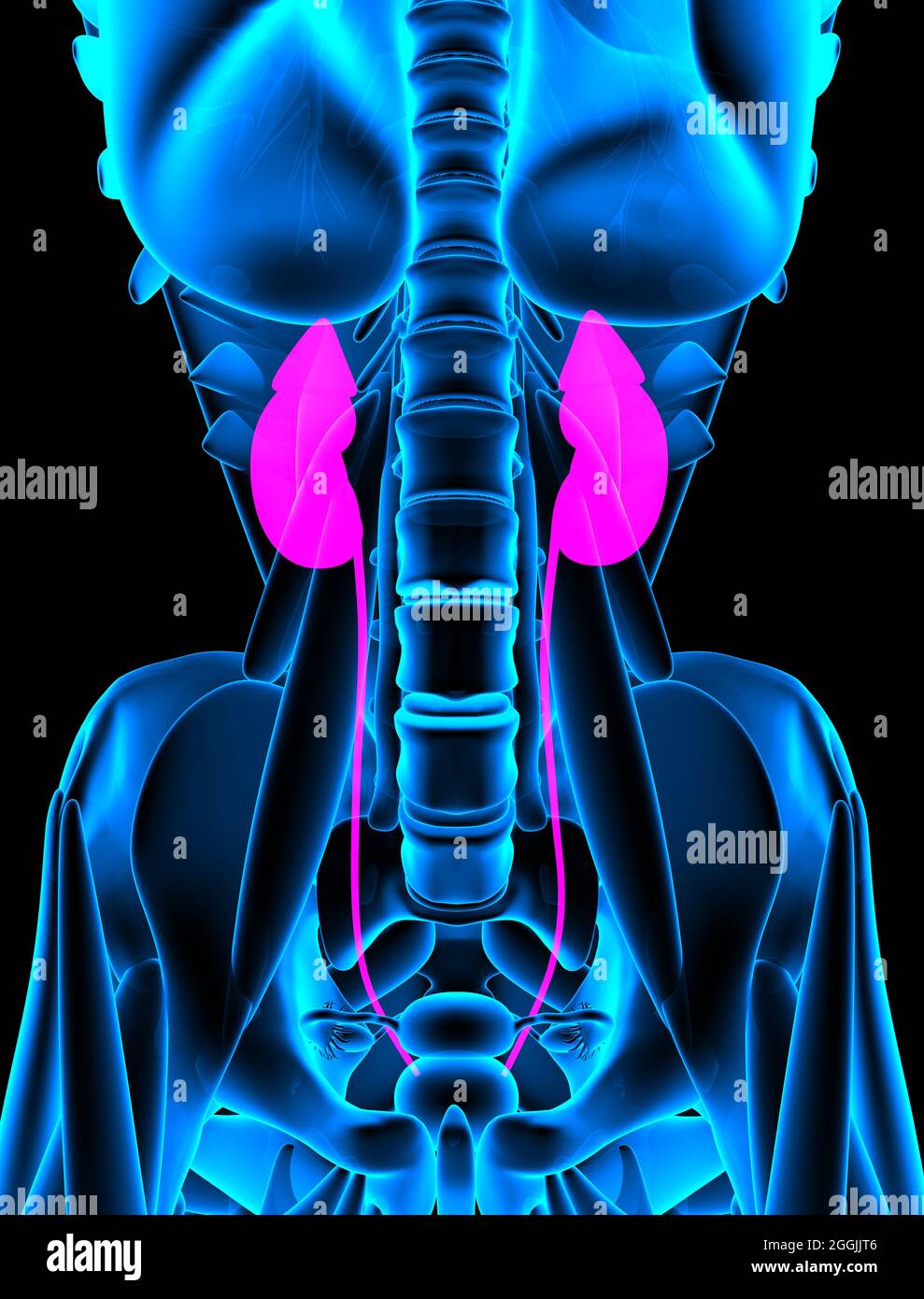 red kidneys xray close up. 3d rendering Stock Photo Alamy
