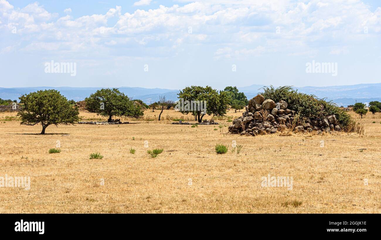 A dry landscape with sheep taking shade beneath olive tress in Sardinia Stock Photo