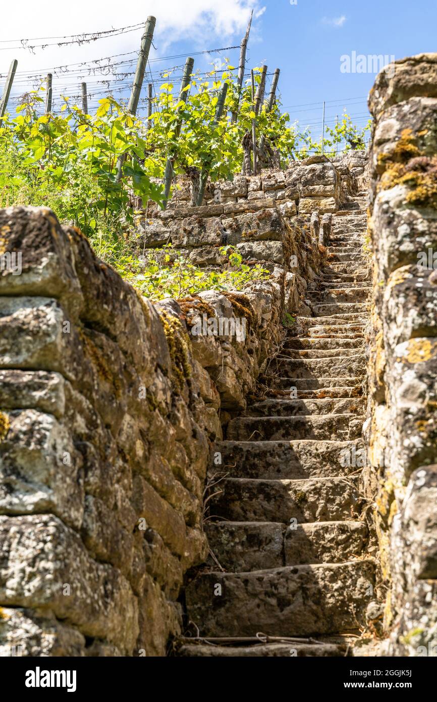 Steep steps, The stairs lead to some upper-level vineyard t…