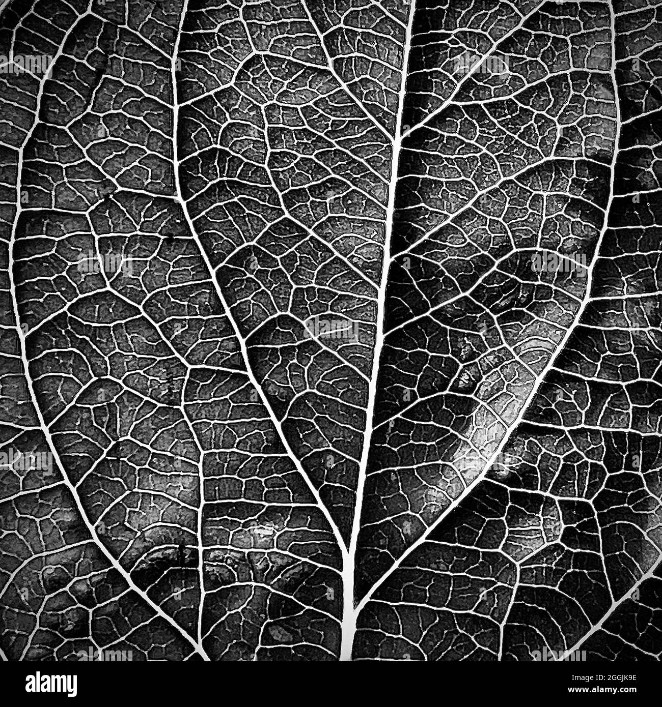 Black and white leaf veins hires stock photography and images Alamy