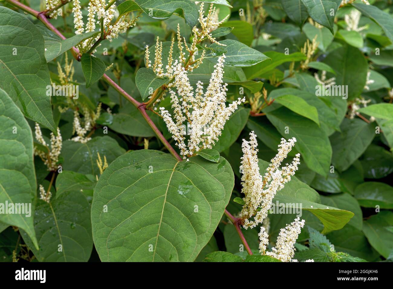 Japanese knotweed, Asian knotweed (Reynoutria japonica Stock Photo Alamy