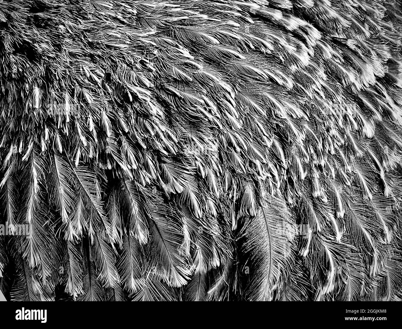 Feathers Black and White Stock Photos & Images - Alamy