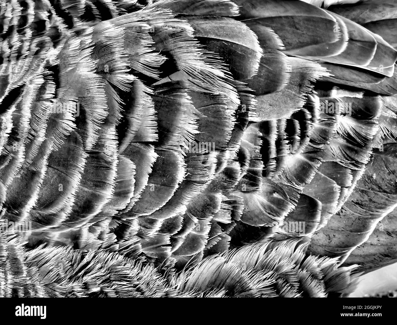 Feathers Black and White Stock Photos & Images - Alamy