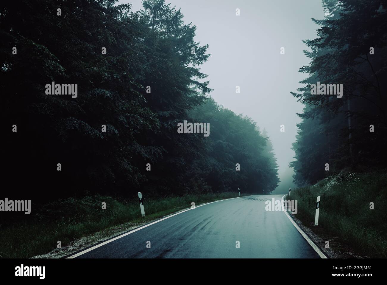 Moody shot of an empty road through a forest on a foggy day Stock Photo ...