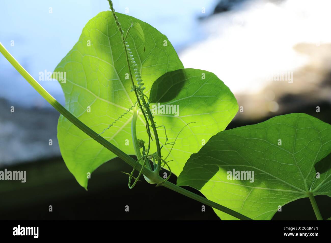 Back side of the leaves with spirals in the morning sunlight. Stock Photo