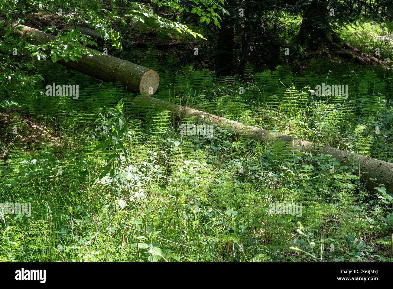 Europe, Germany, Baden-Wuerttemberg, Swabian-Franconian Forest Nature Park, Welzheim, picturesque forest scene Stock Photo