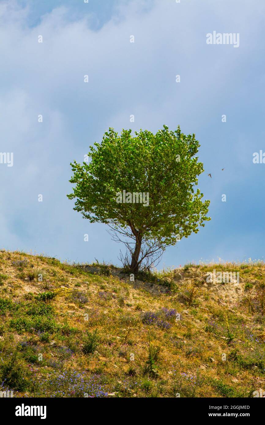 Green tree on a hill hi-res stock photography and images - Alamy