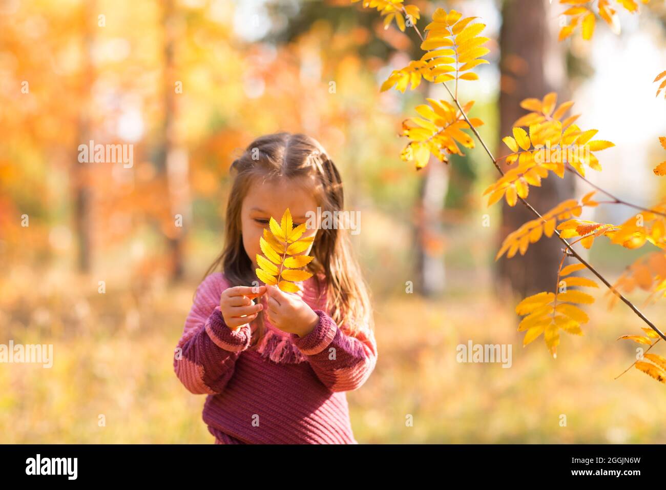 Cute little girl in autumn park with orange and yellow color leaves ...