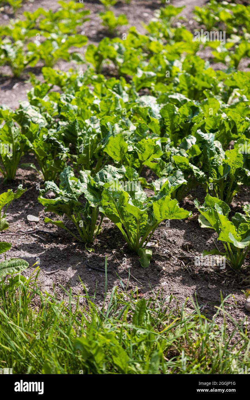 Vertical closeup shot of green vegetables growing in a garden Stock ...