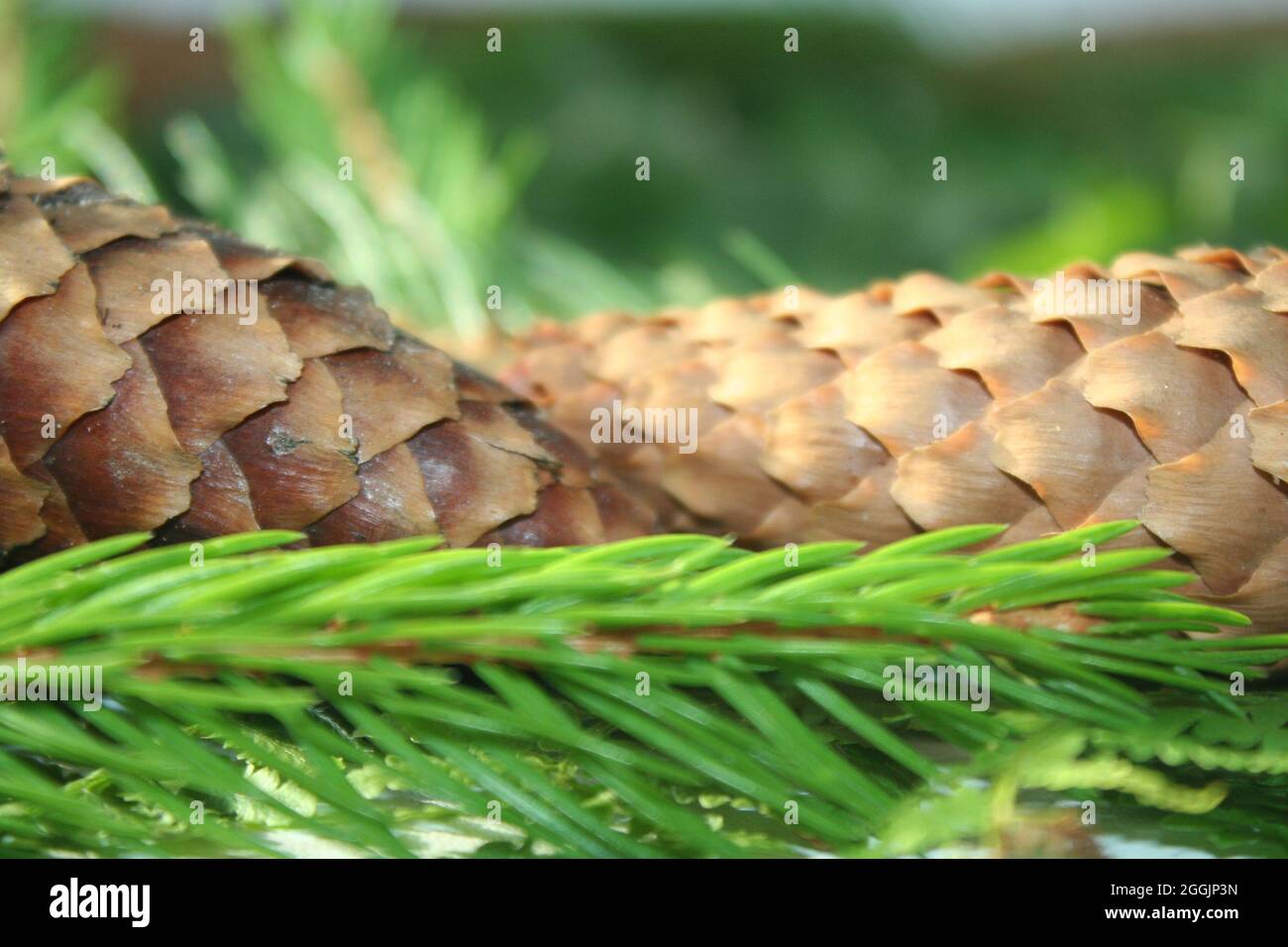 Pino green hires stock photography and images Alamy