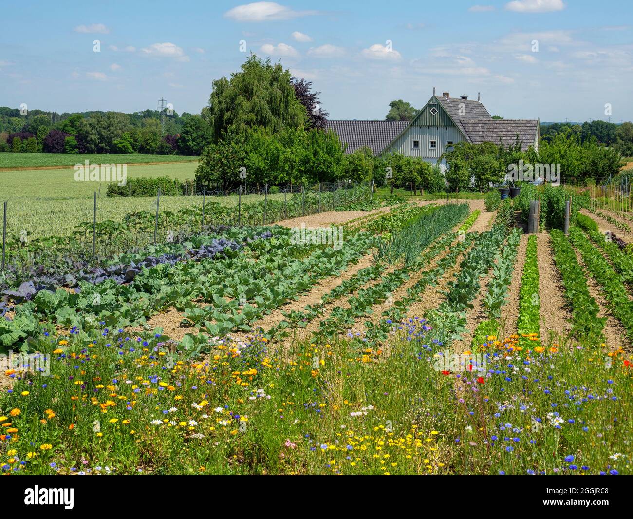 Vegetable garden at the farmhouse near Linne, Bad Essen, Osnabrücker Land, Lower Saxony, Germany Stock Photo