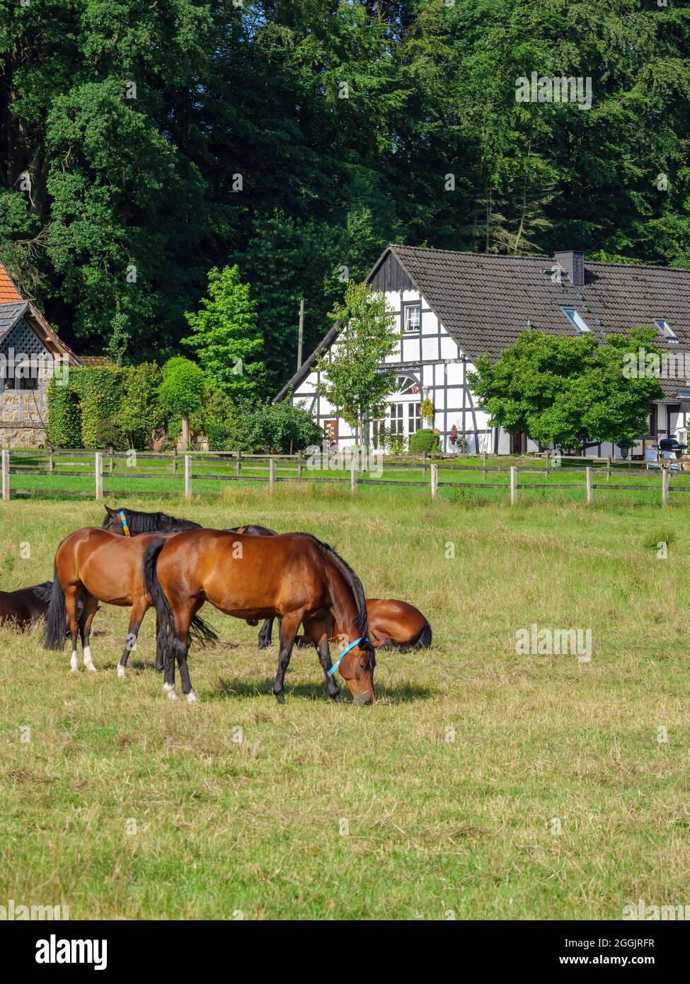 Horses in paddock, farm near Hagen aTW, Teutoburg Forest, Osnabrücker Land, Lower Saxony, Germany Stock Photo