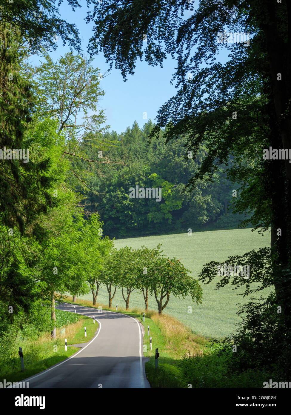 Country road between forests, Teutoburg Forest, Osnabruecker Land, Lower Saxony, Germany Stock Photo