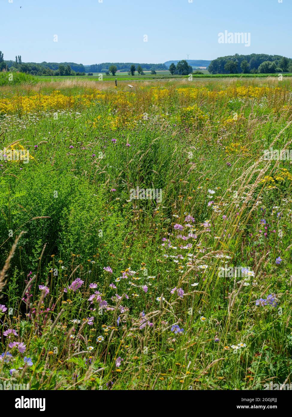 Flower meadow at the bifurcation, Melle-Gesmold, Osnabrücker Land, Lower Saxony, Germany Stock Photo