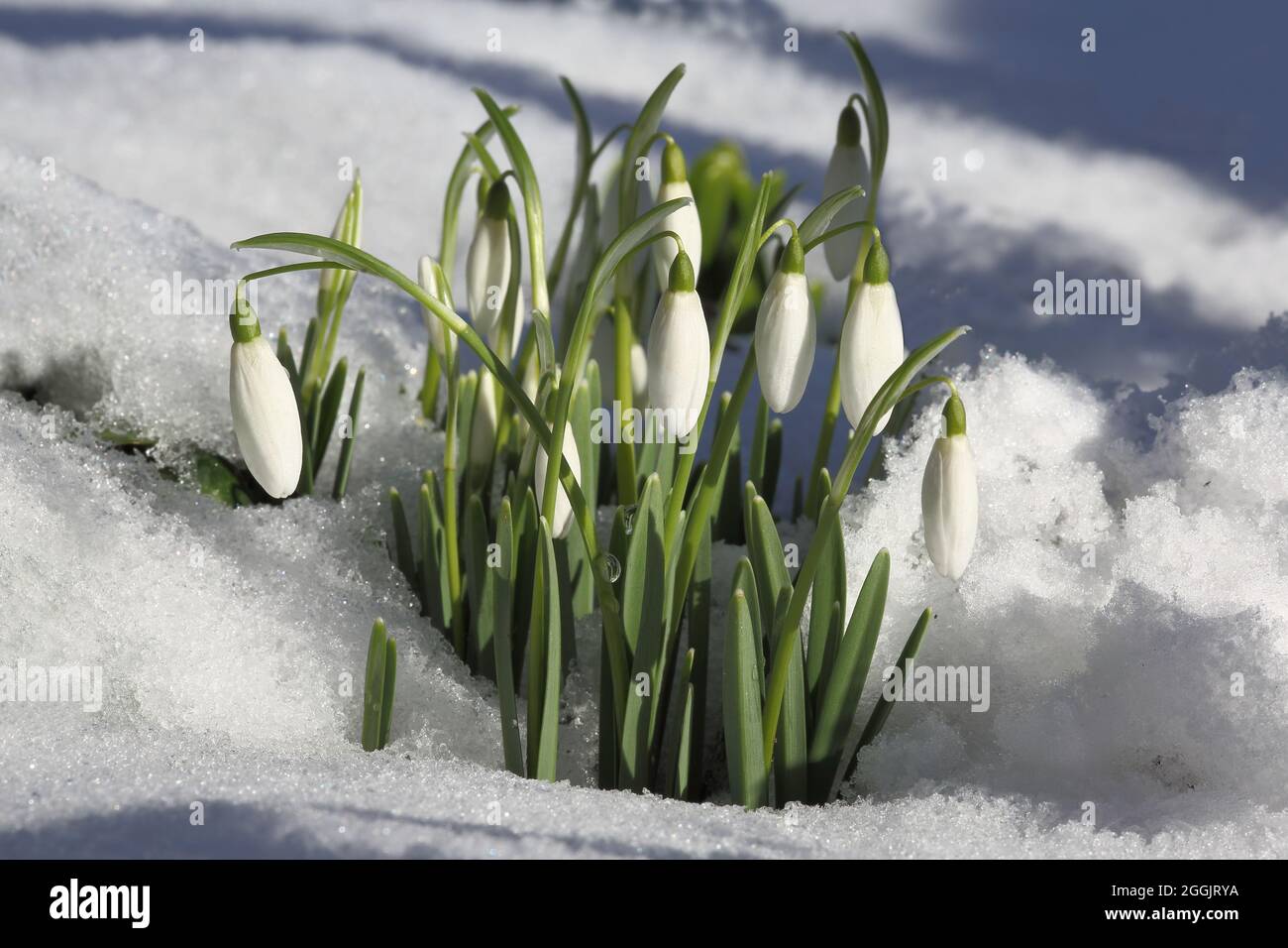 Snowdrops in snow Stock Photo