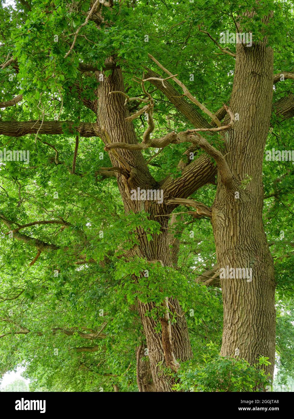 old oak trees in Eggermühlenbachtal, Artland, Osnabrücker Land, Lower Saxony, Germany Stock Photo