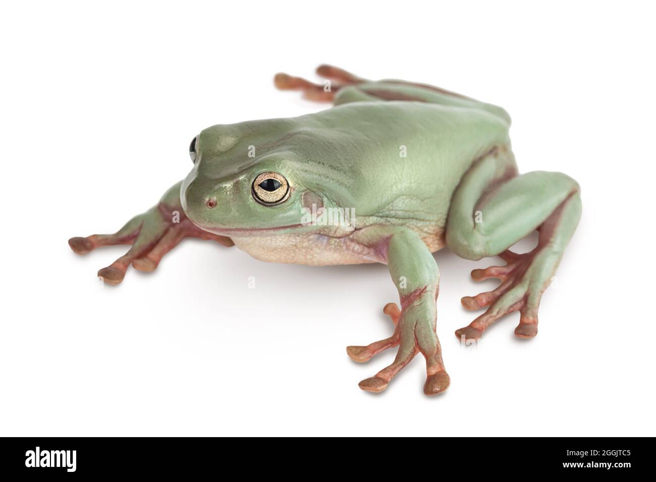 The Australian green tree frog isolated on white background with clipping path and full depth of field Stock Photo