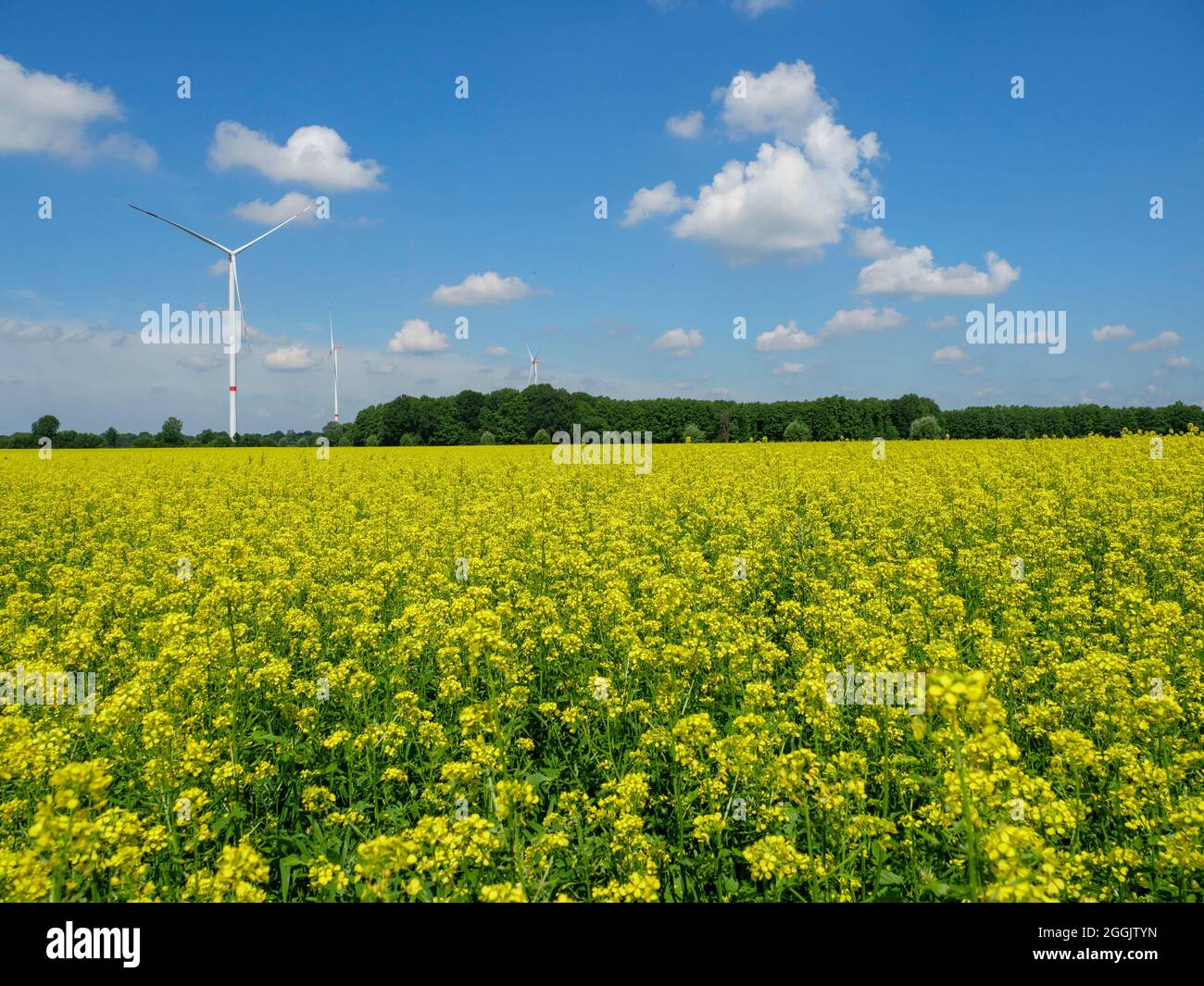 Rapeseed field, wind power plants, Glandorf, Osnabrücker Land, Lower Saxony, Germany Stock Photo