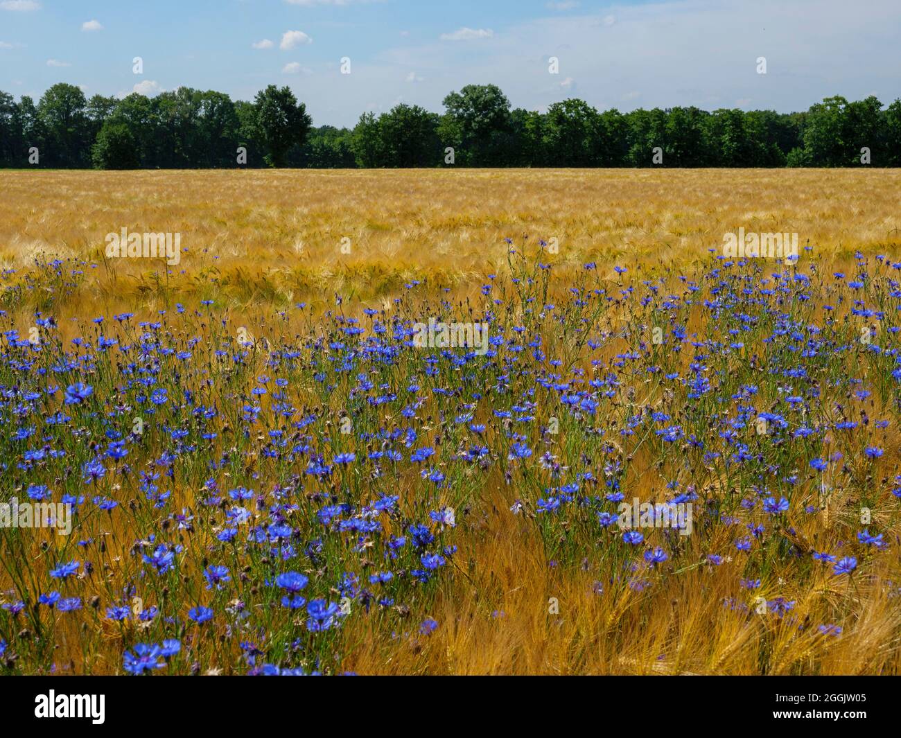 Cornflowers in grain field near Glandorf, Osnabrücker Land, Lower Saxony, Germany Stock Photo