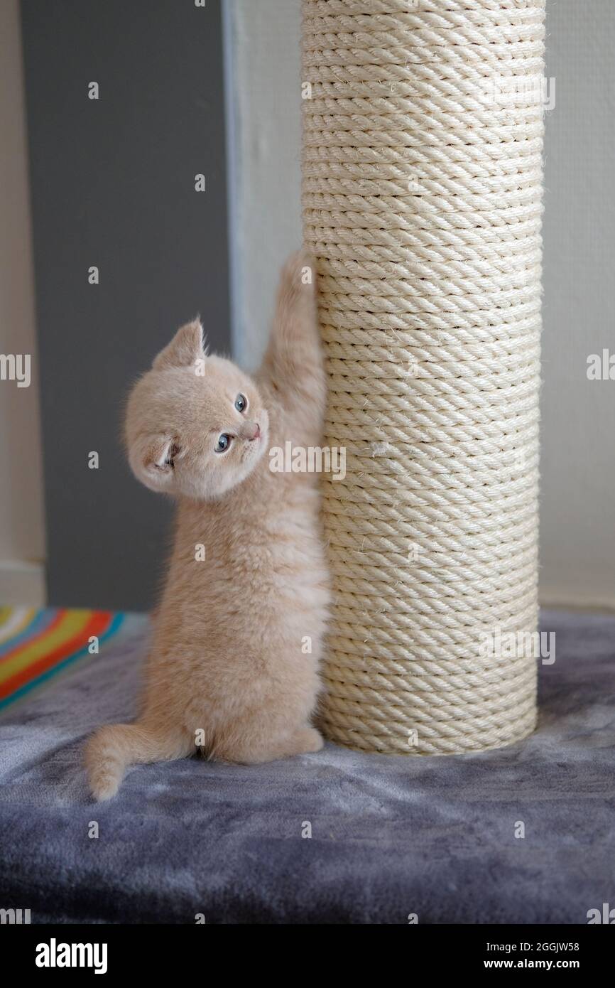 full-length view of a small british shorthair kitten with light-coloured fur climbing on a scratching post Stock Photo