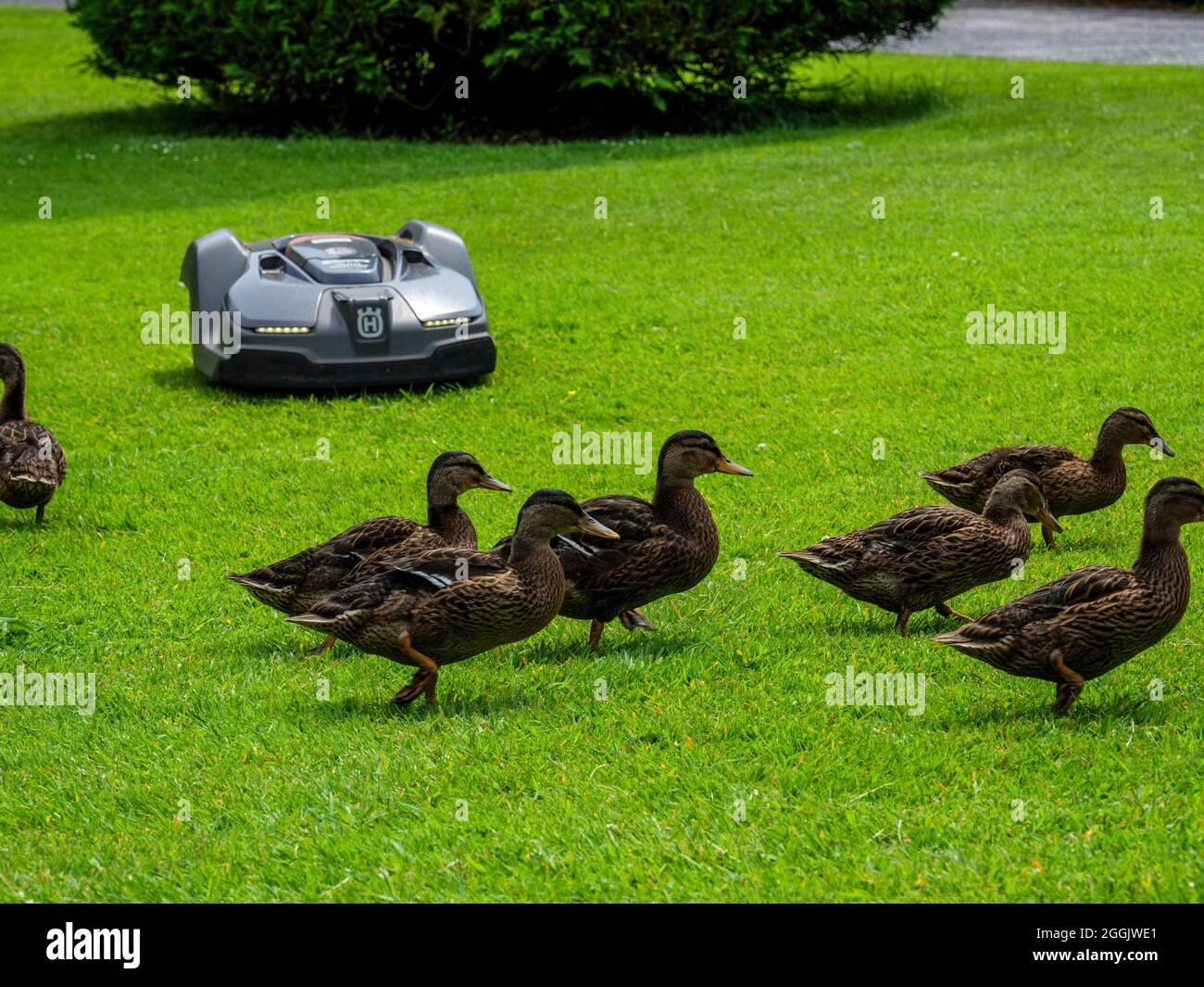 Wild ducks with robotic lawn mowers, Osnabrücker Land, Lower Saxony, Germany Stock Photo