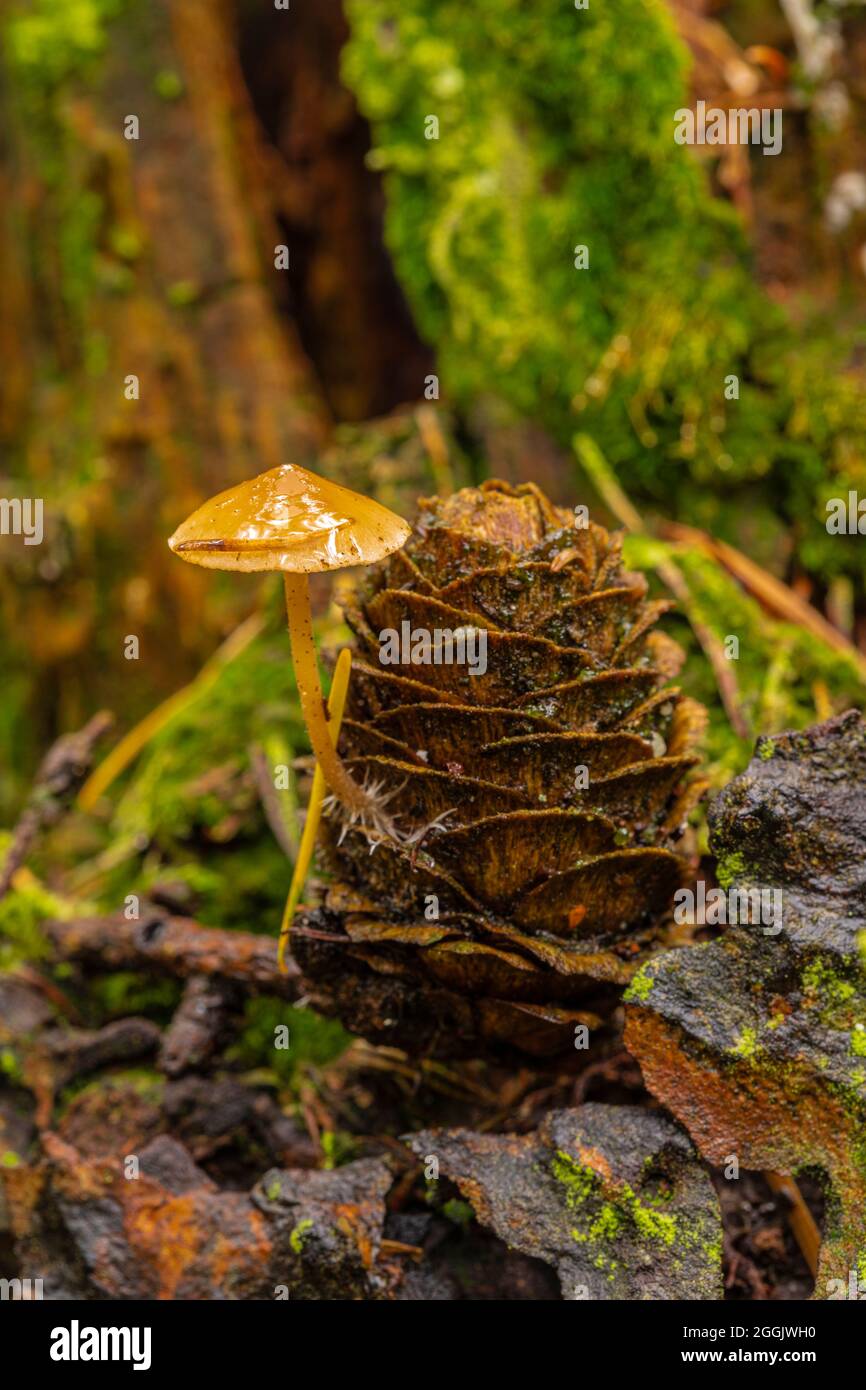 Mushrooms on larch cones Stock Photo