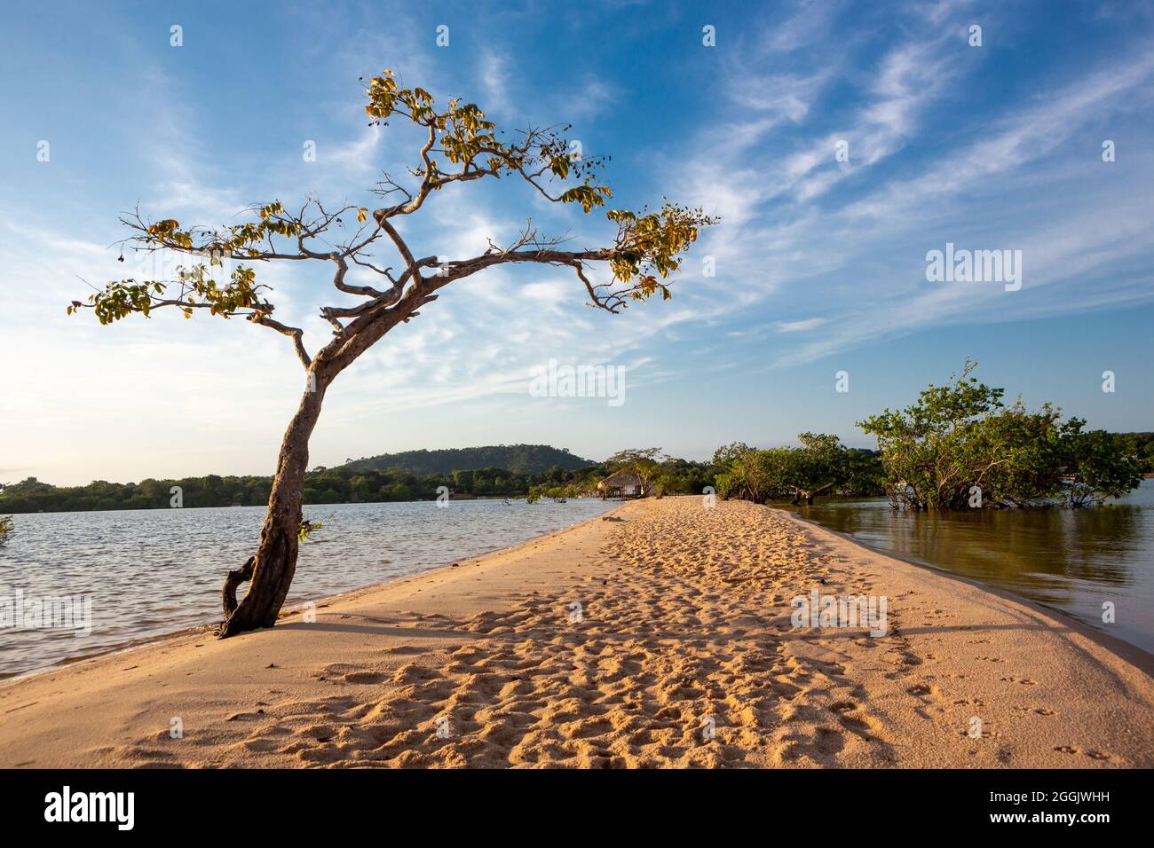 Beautiful view of sand and trees at Tapajos River beach in Amazon