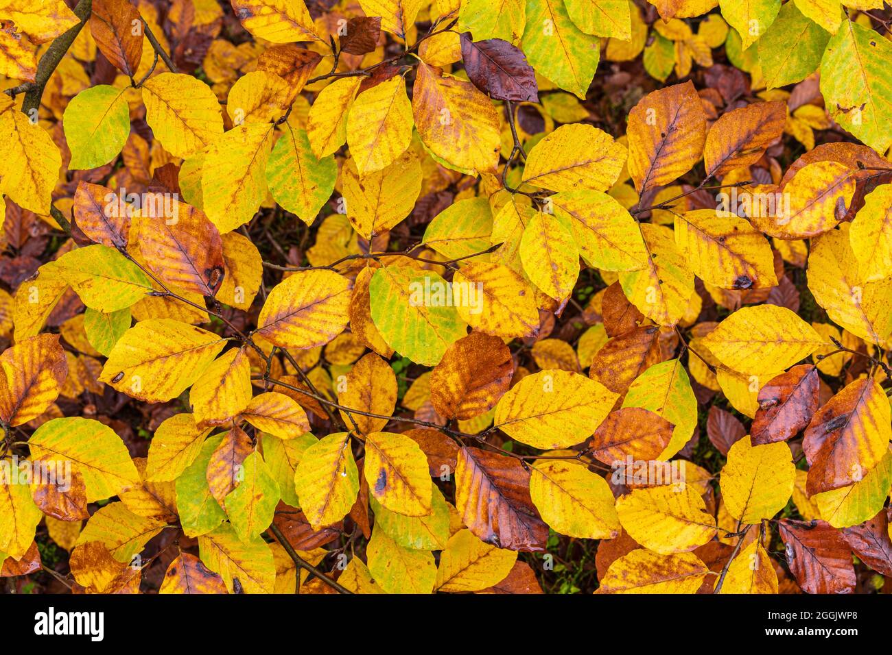 Background image made of autumn leaves, format filling Stock Photo