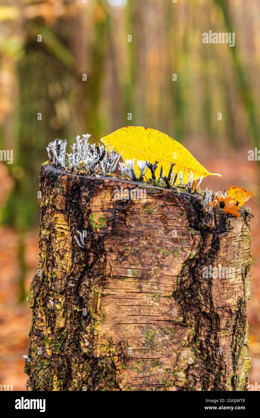 candle-snuff fungus, Xylaria hypoxylon, on tree trunk Stock Photo