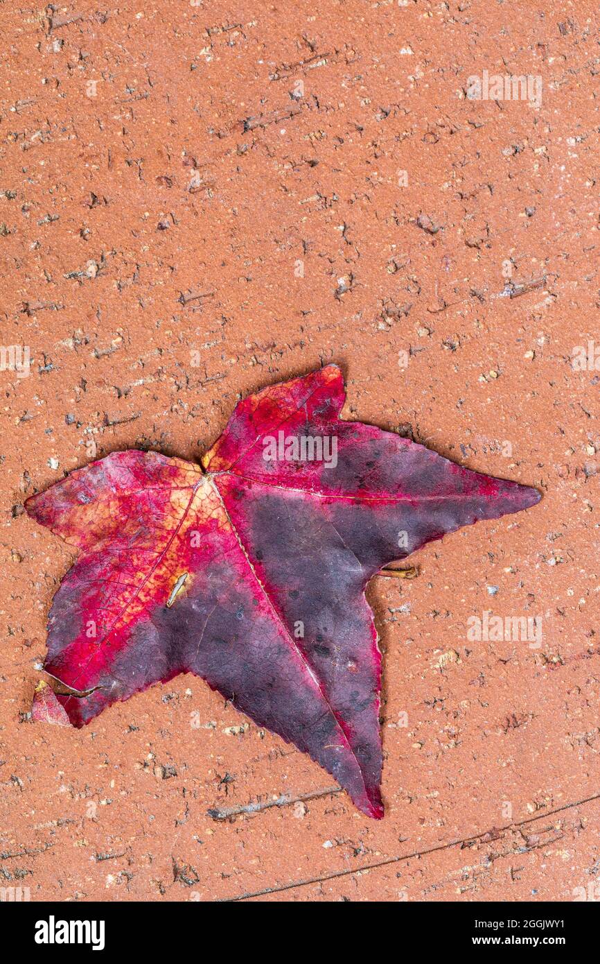 dried up leaf, still life Stock Photo