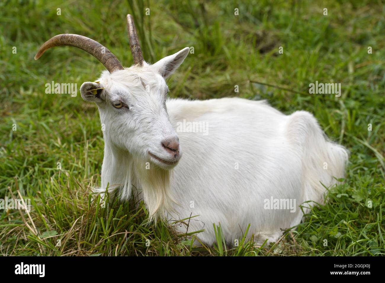 Chevre des fosses hires stock photography and images Alamy