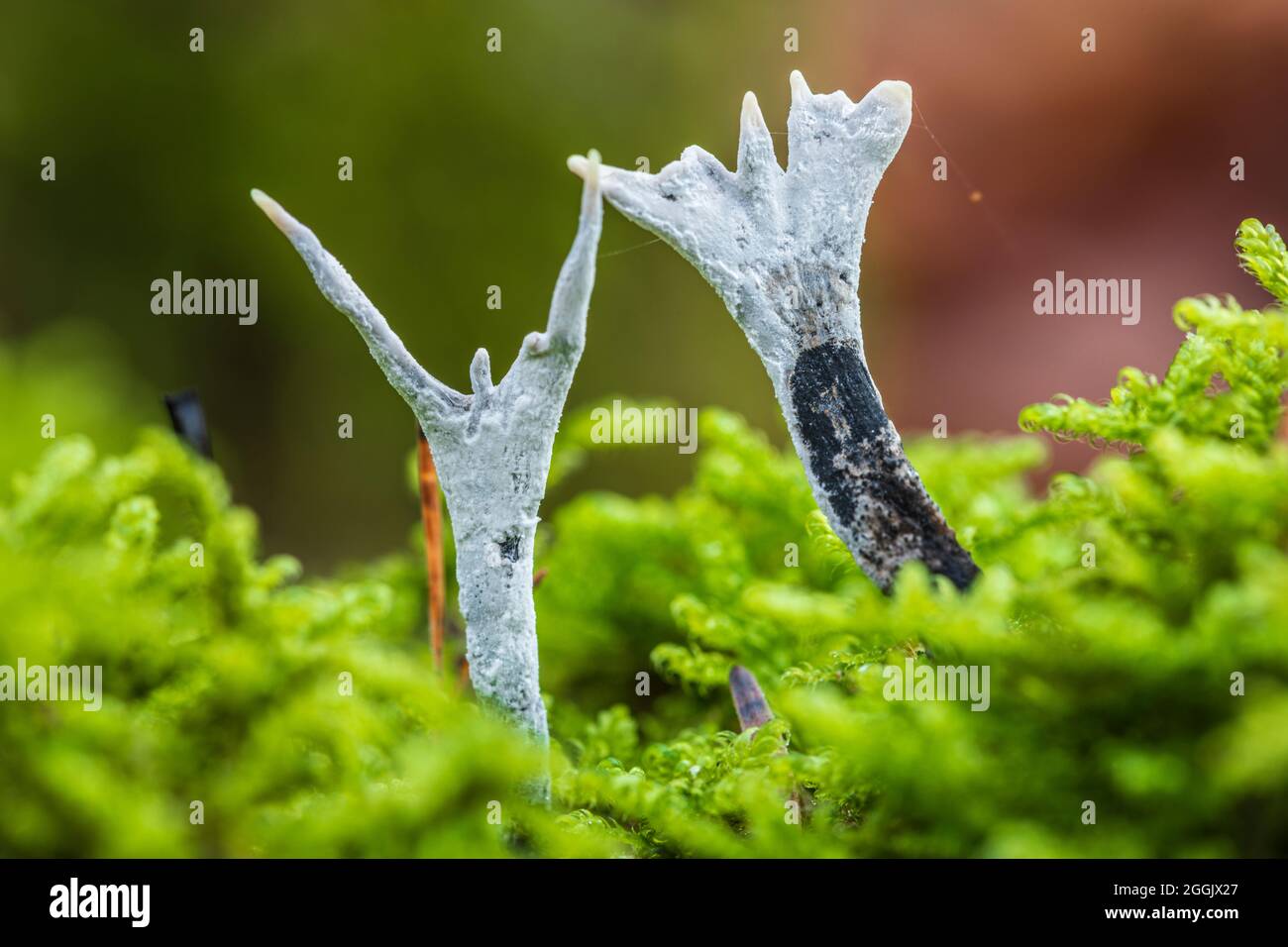 candle-snuff fungus, Xylaria hypoxylon, close-up Stock Photo