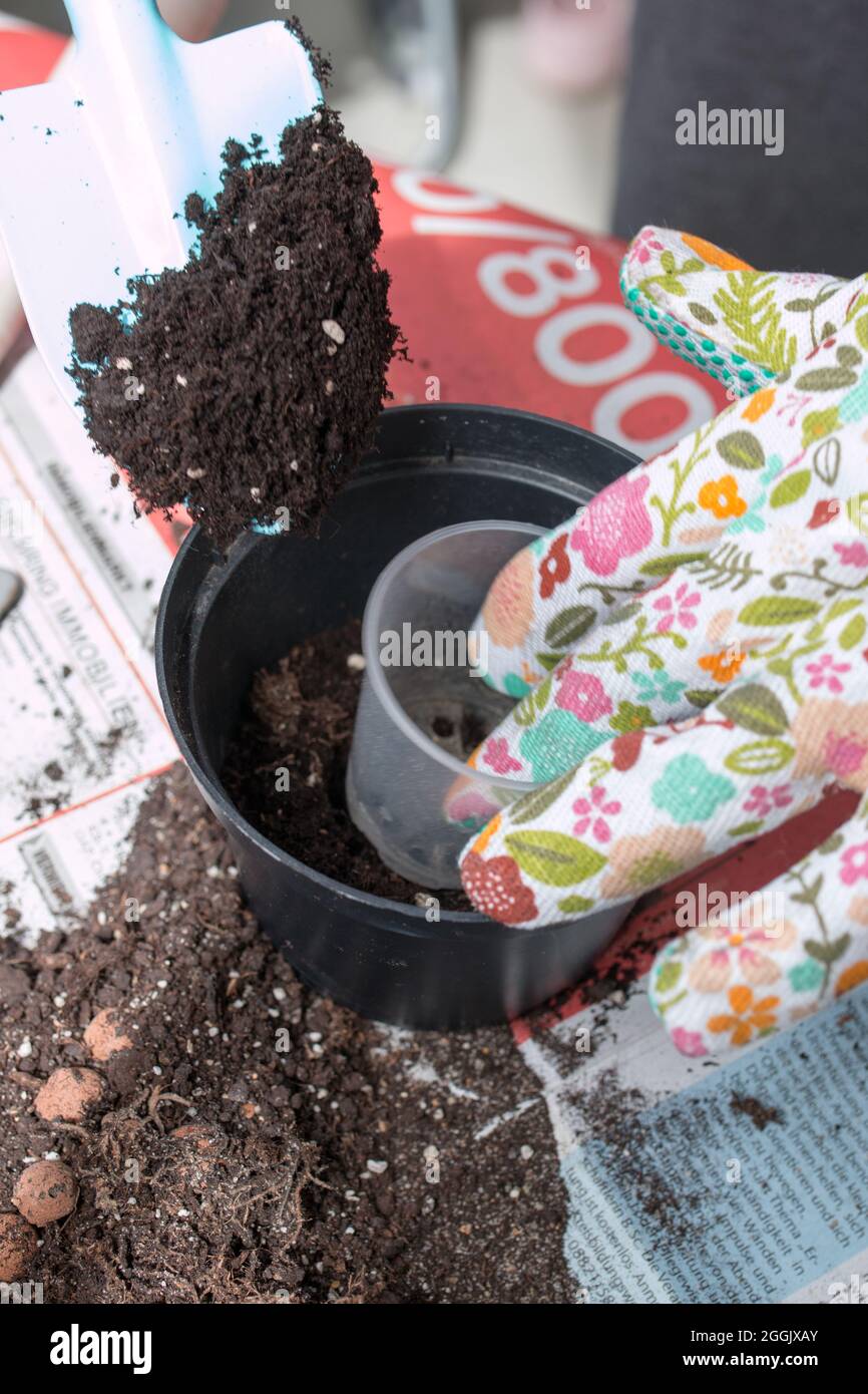 Repotting plant sequence indoor hi-res stock photography and images - Alamy