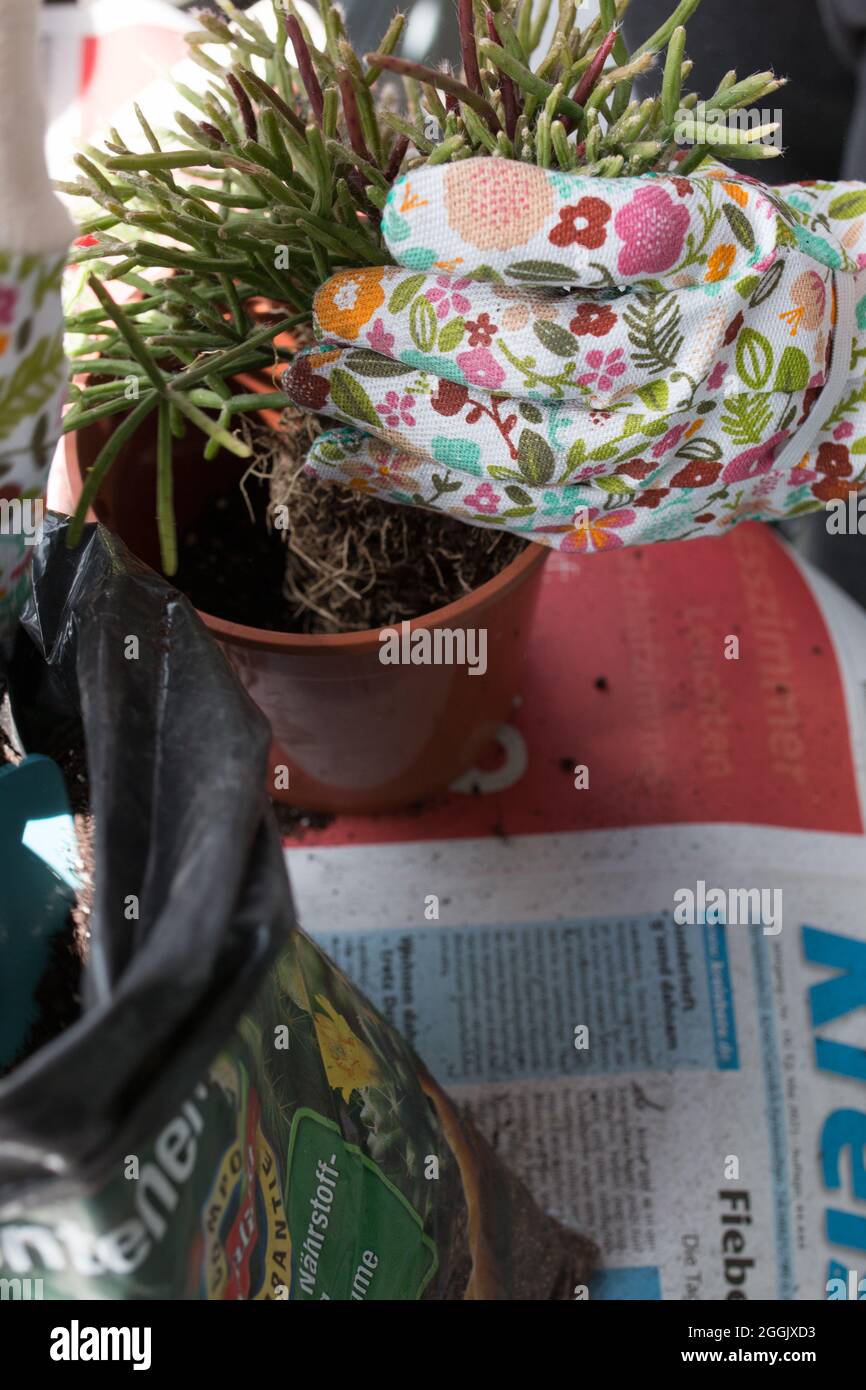 Repotting plant sequence indoor hi-res stock photography and images - Alamy