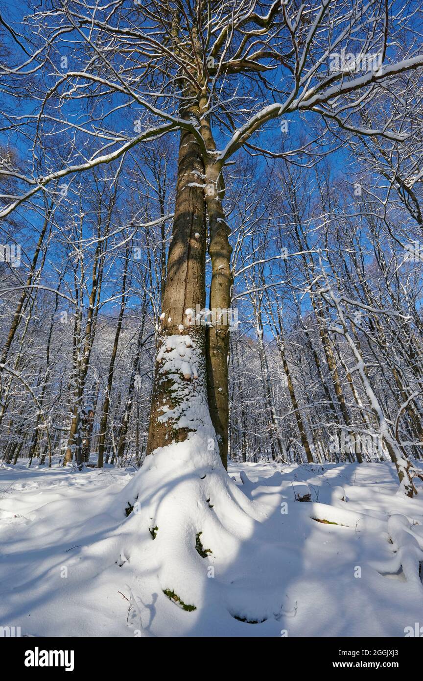 Winter, forest, oak tree, deciduous forest, sunrise, morning, Rohrbrunn, Spessart, Bavaria, Germany Stock Photo