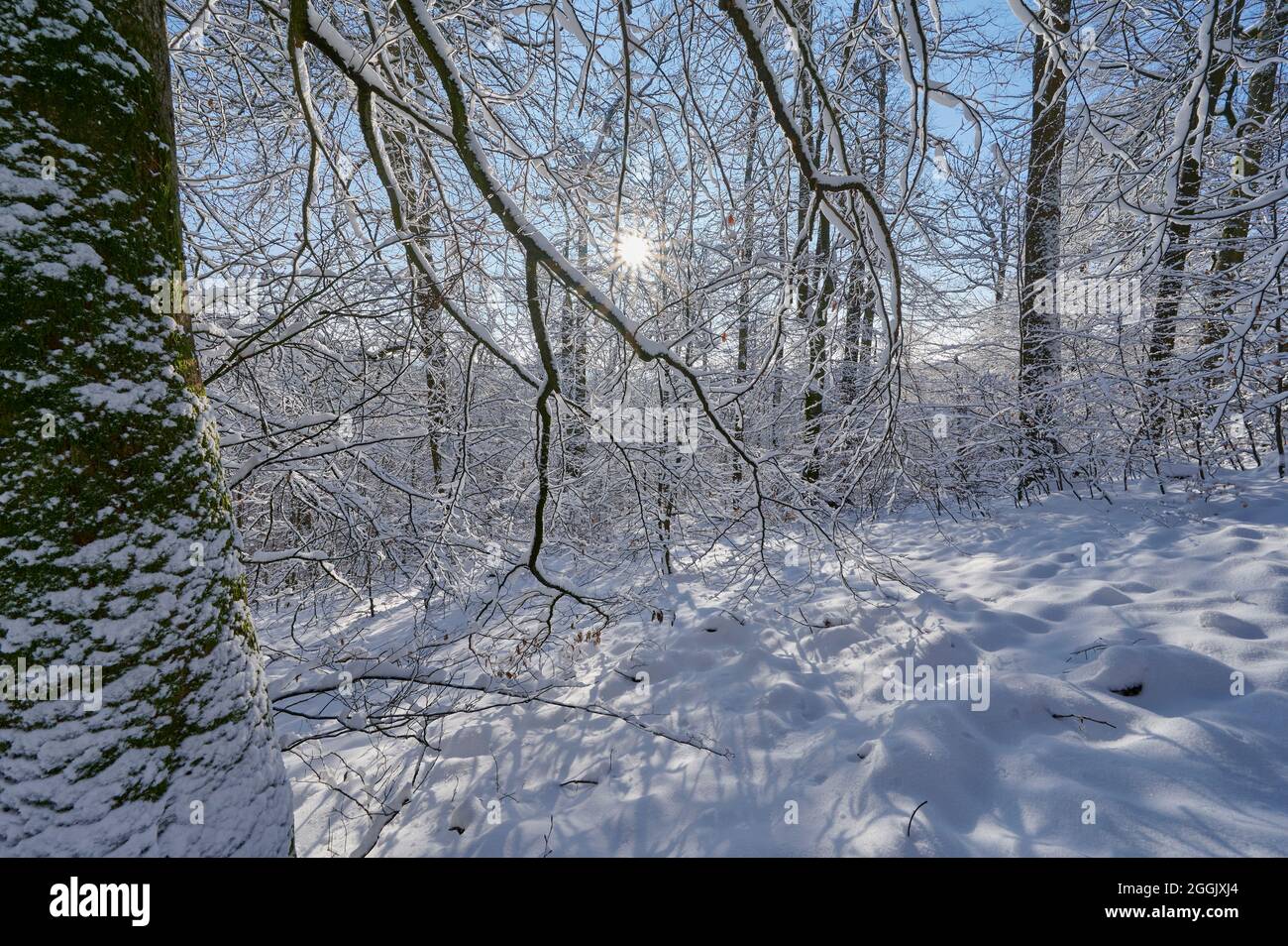 Winter, forest, oak tree, deciduous forest, sunrise, morning, Rohrbrunn, Spessart, Bavaria, Germany Stock Photo