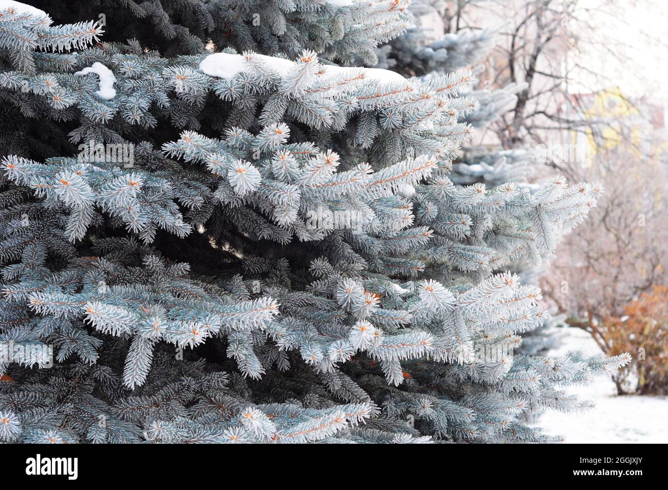 Blue spruce, white spruce with the scientific name Picea pungens, is a species of spruce tree in winter, covered with snow. Stock Photo