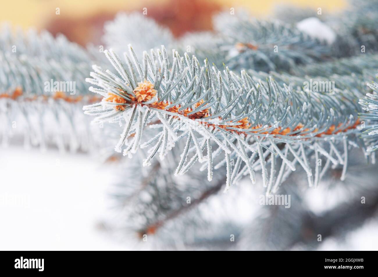 Colorado blue spruce with hoarfrost. Christmas tree with hoarfrost. Stock Photo