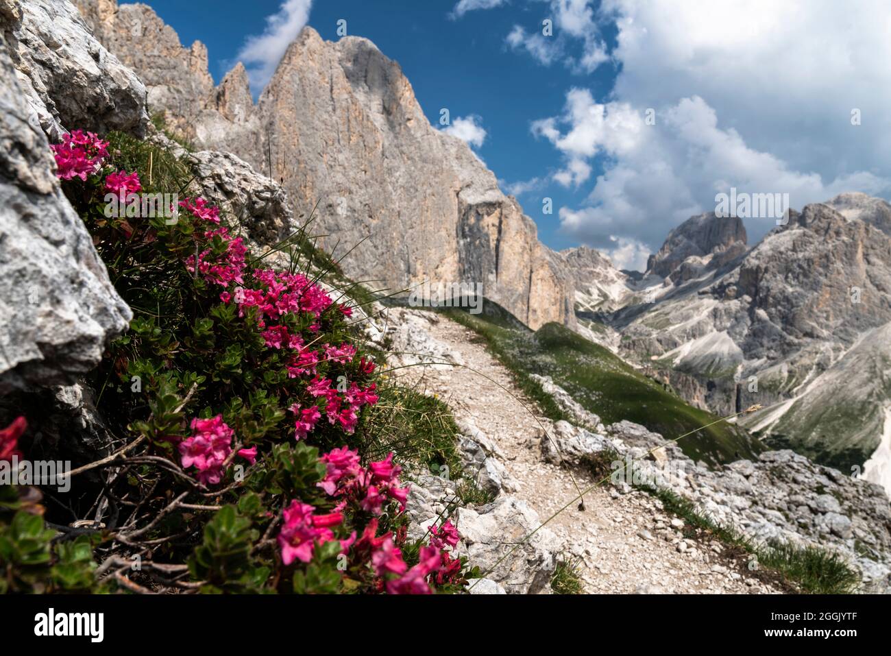 Italia flora hi-res stock photography and images - Alamy