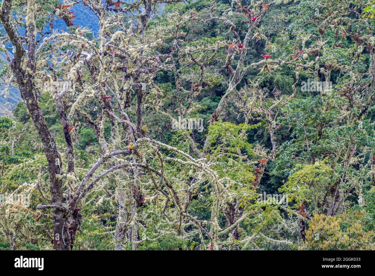 Bromelias on trees in cloud forest of northern Peru Stock Photo