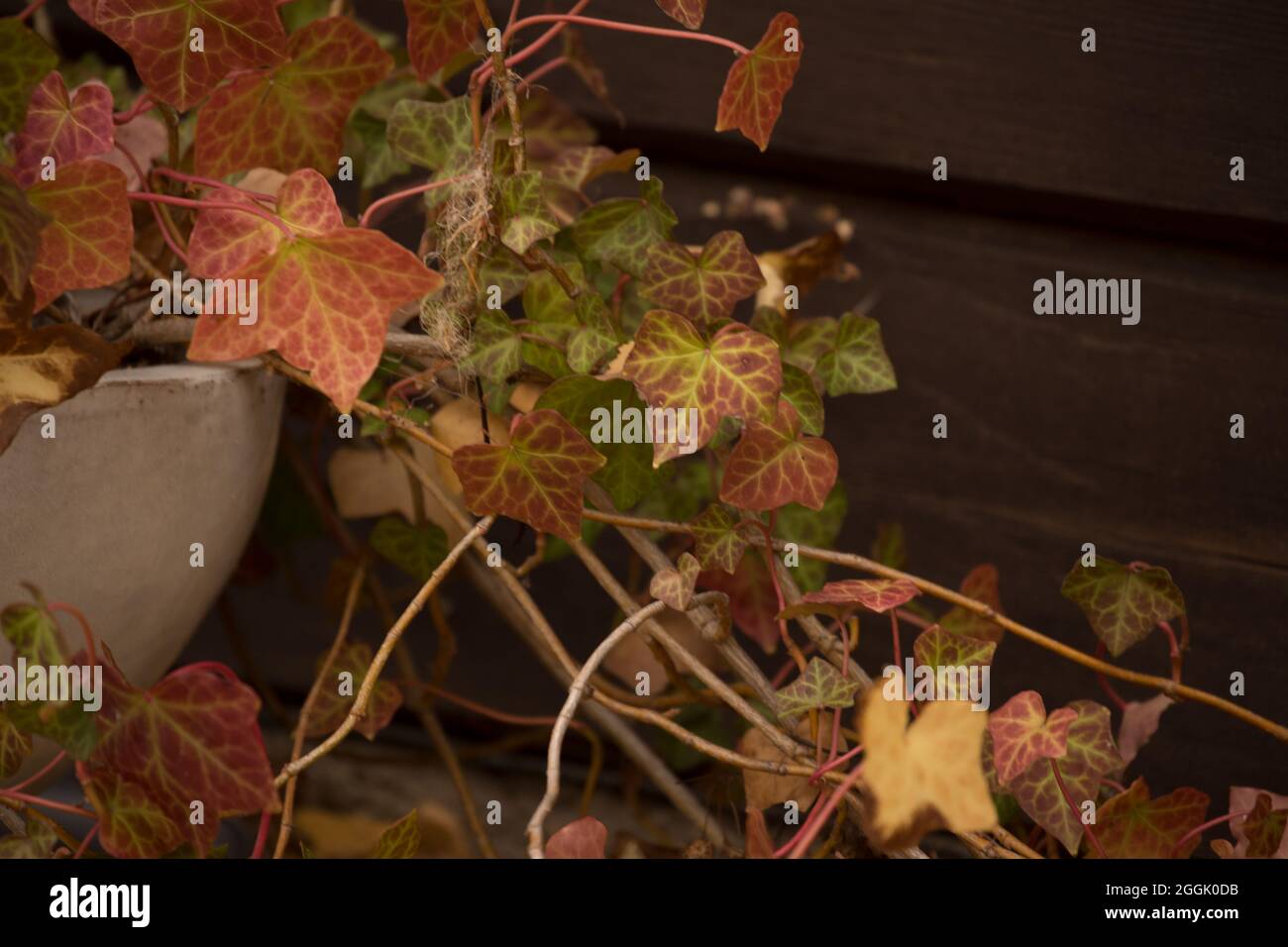 Fall color Ivy (Hedera) leaves, flower pot, dark brown wall background